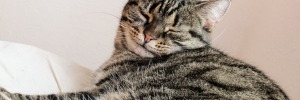 Assicurazione per il gatto