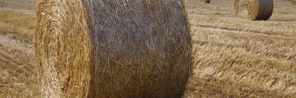 Assicurazione agricoltura