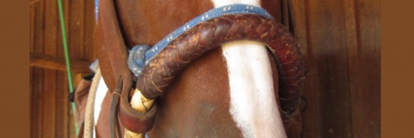 Assicurazione per il cavallo